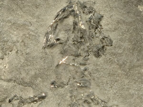 Branchiosaurus vertébré fossile