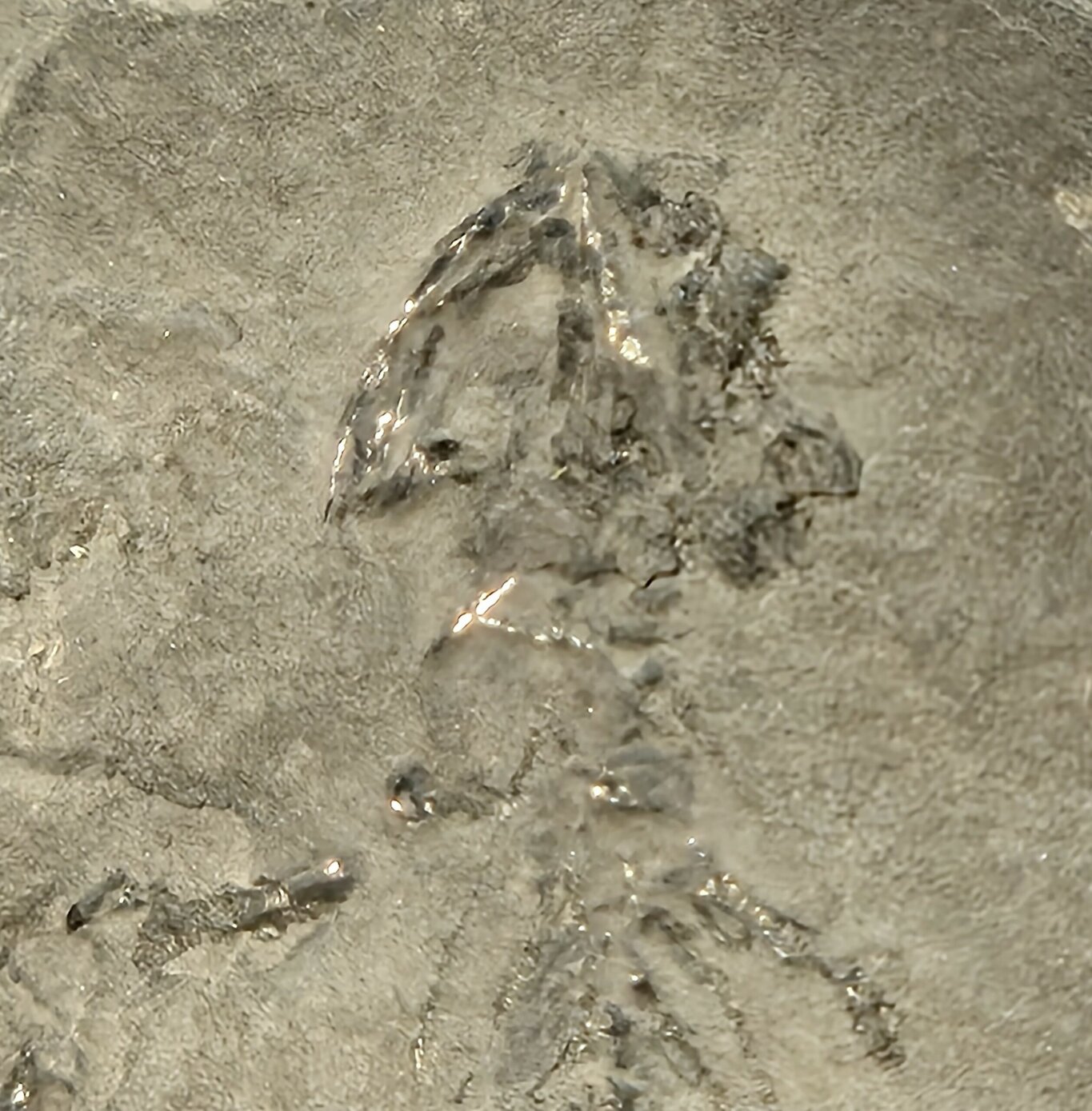 Branchiosaurus vertébré fossile