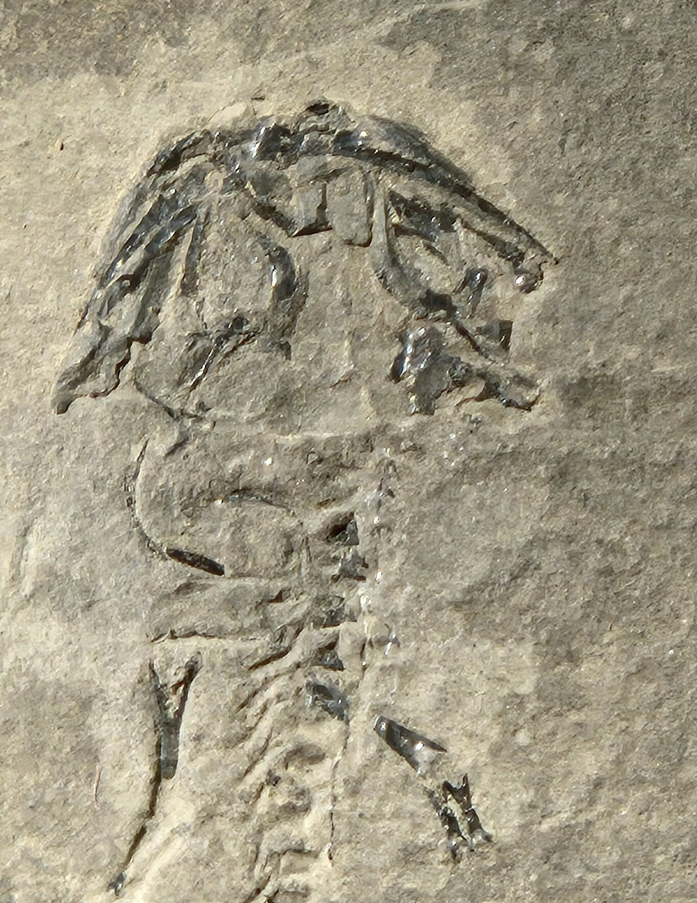 Branchiosaurus vertébré fossile