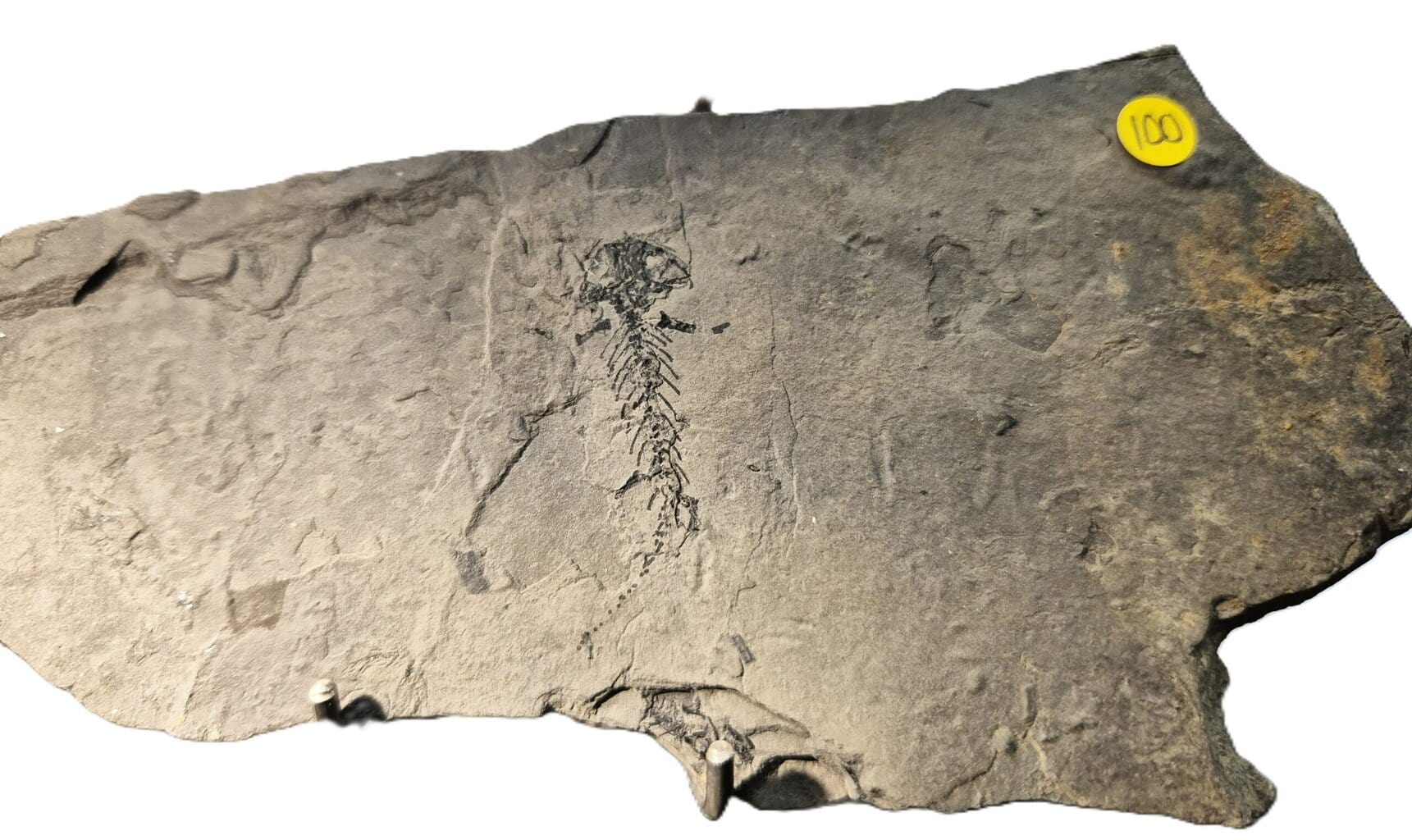 Branchiosaurus vertébré du Permien – Image 2