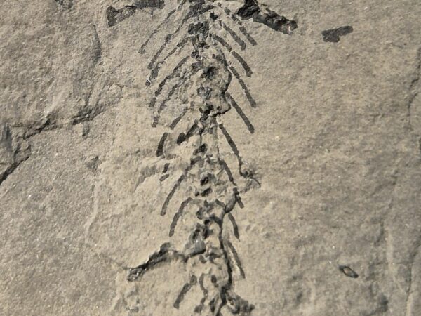 Branchiosaurus vertébré du Permien