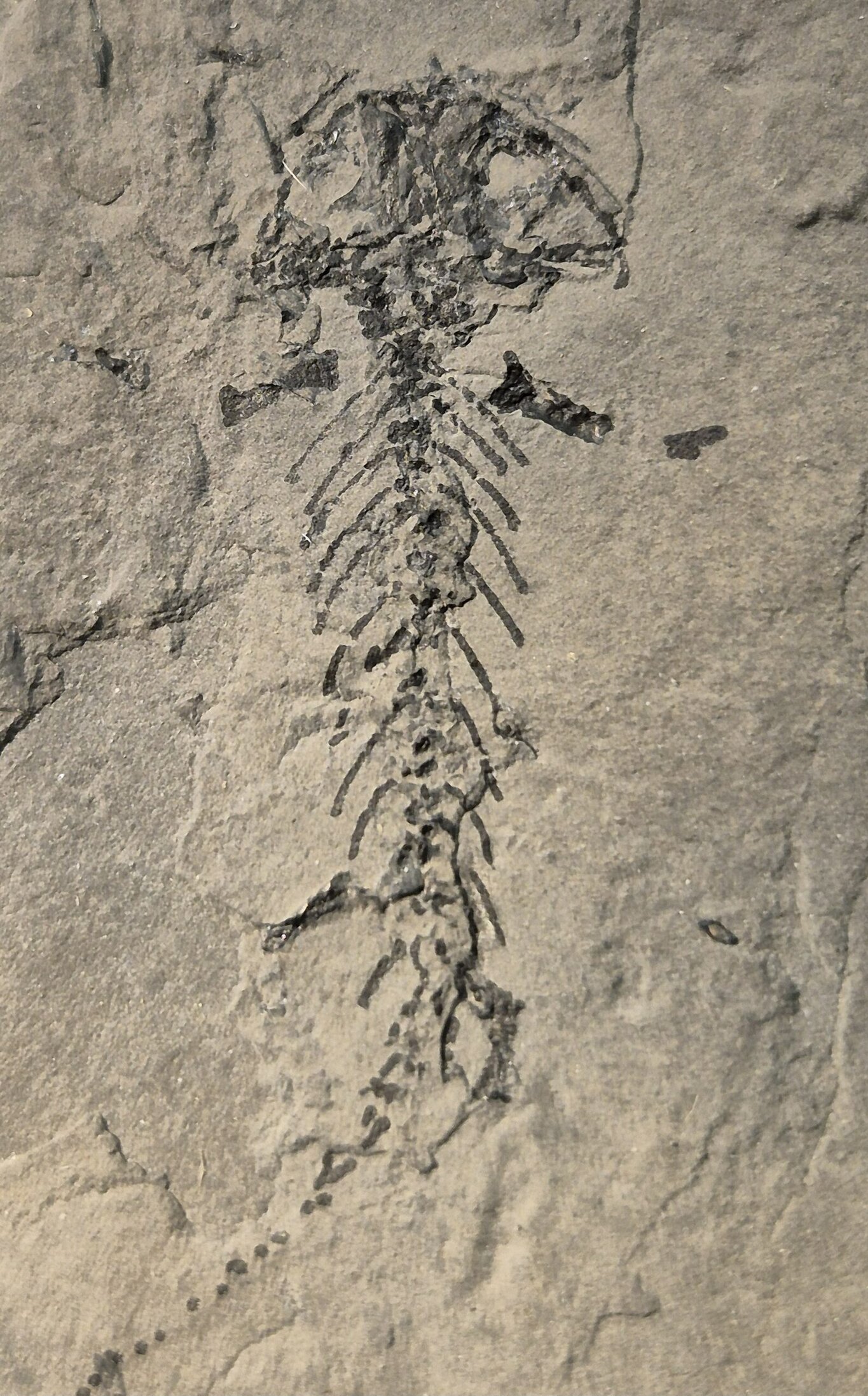 Branchiosaurus vertébré du Permien