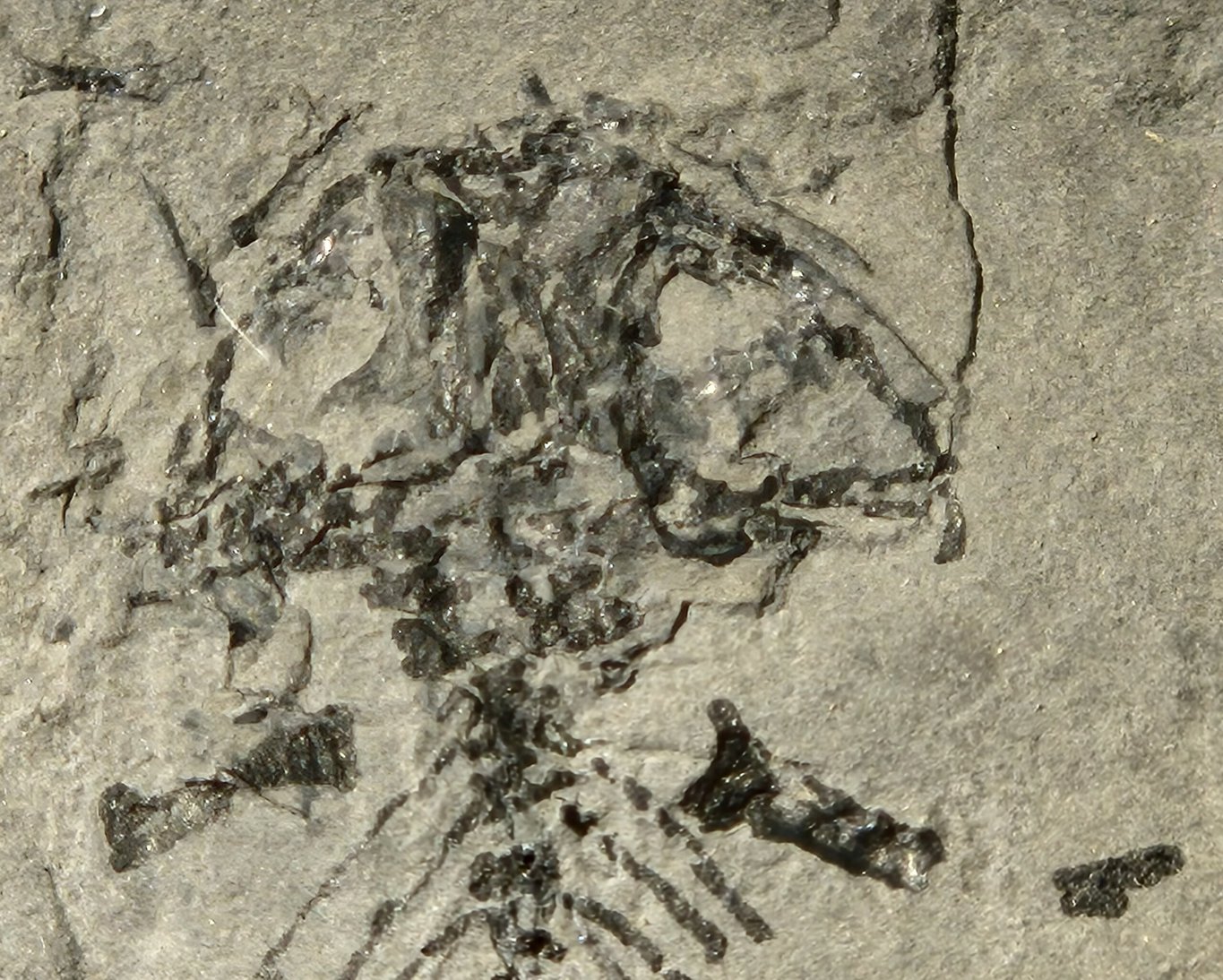 Branchiosaurus vertébré du Permien – Image 3