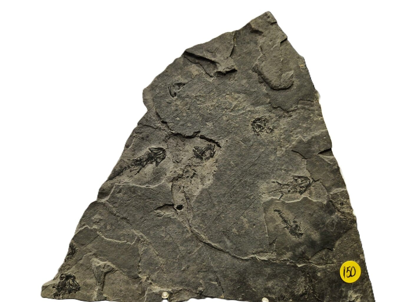 Branchiosaurus plaque multi