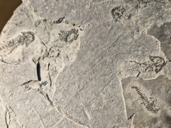 Branchiosaurus plaque multi