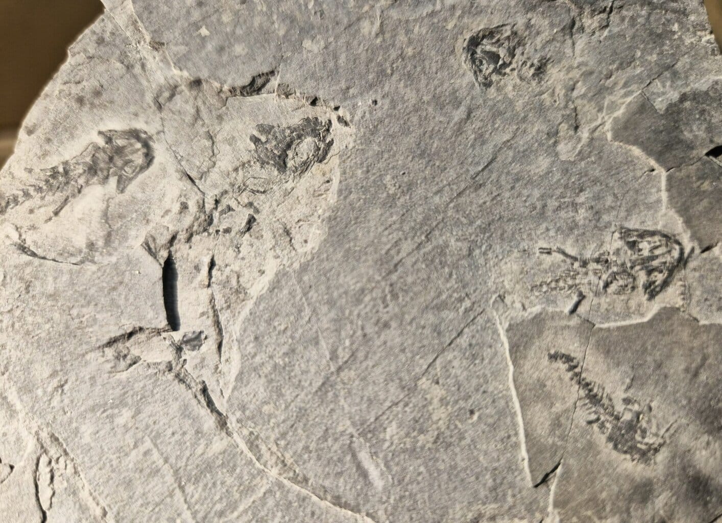 Branchiosaurus plaque multi