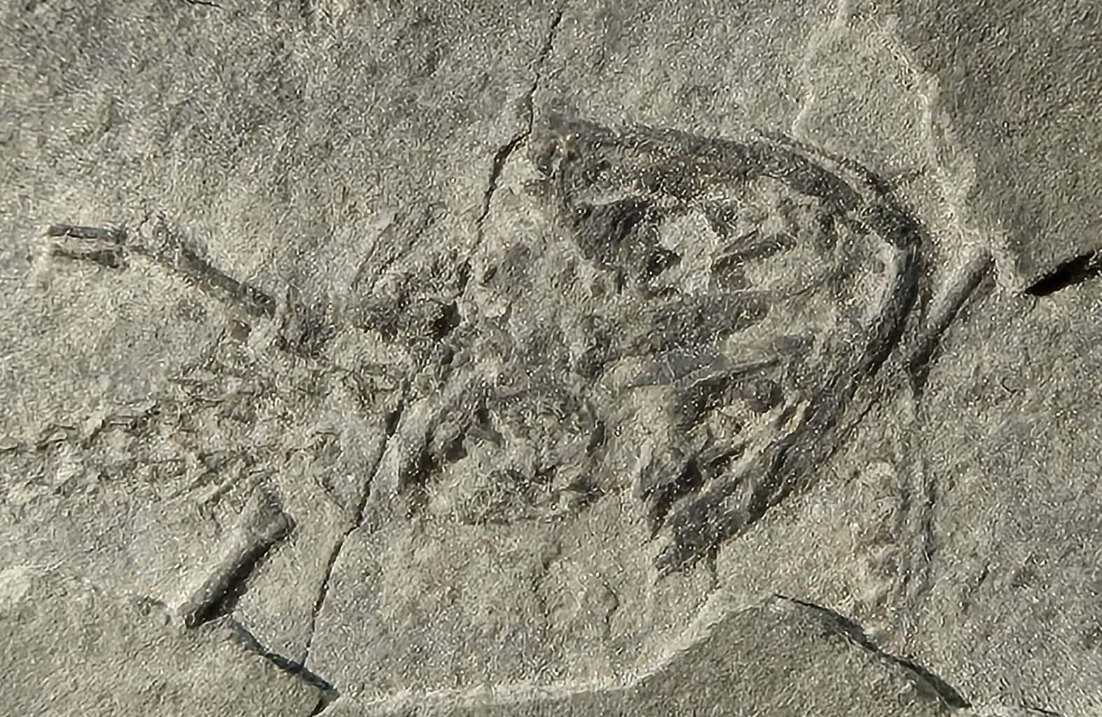 Branchiosaurus plaque multi – Image 3