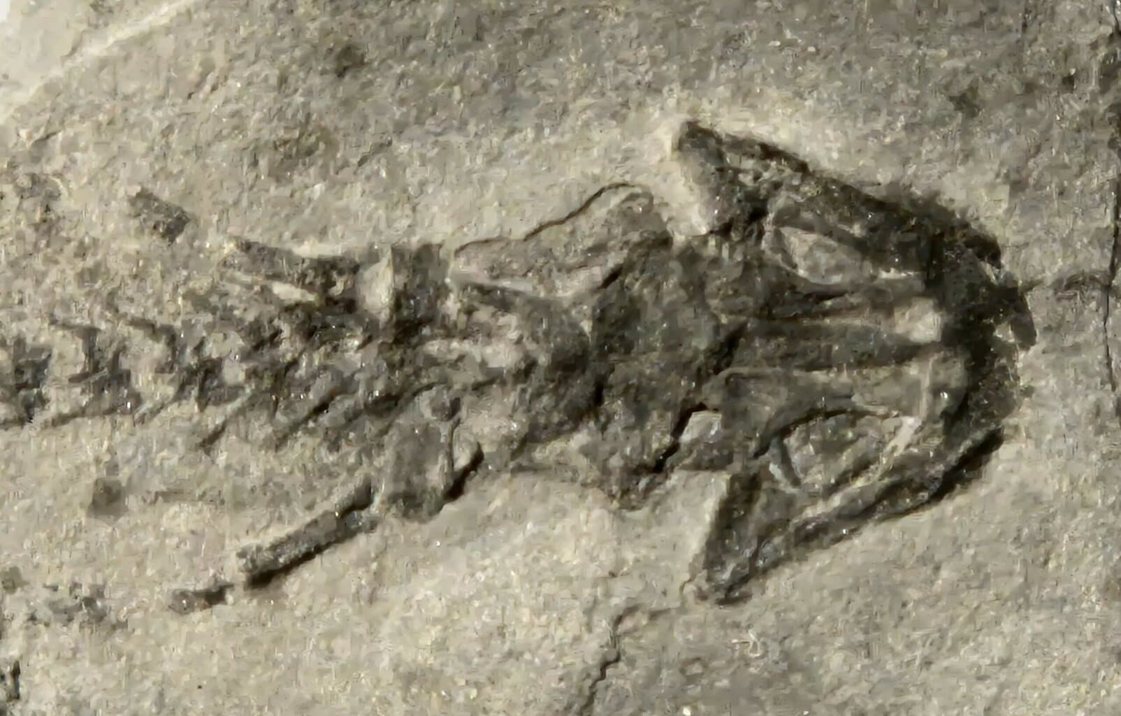 Branchiosaurus plaque multi – Image 4