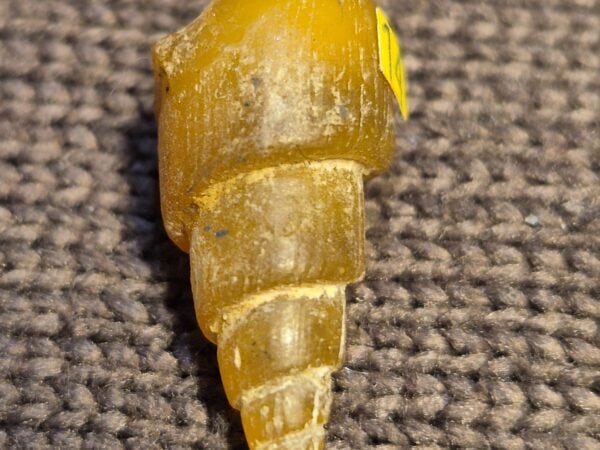 Agate fossile en cornaline