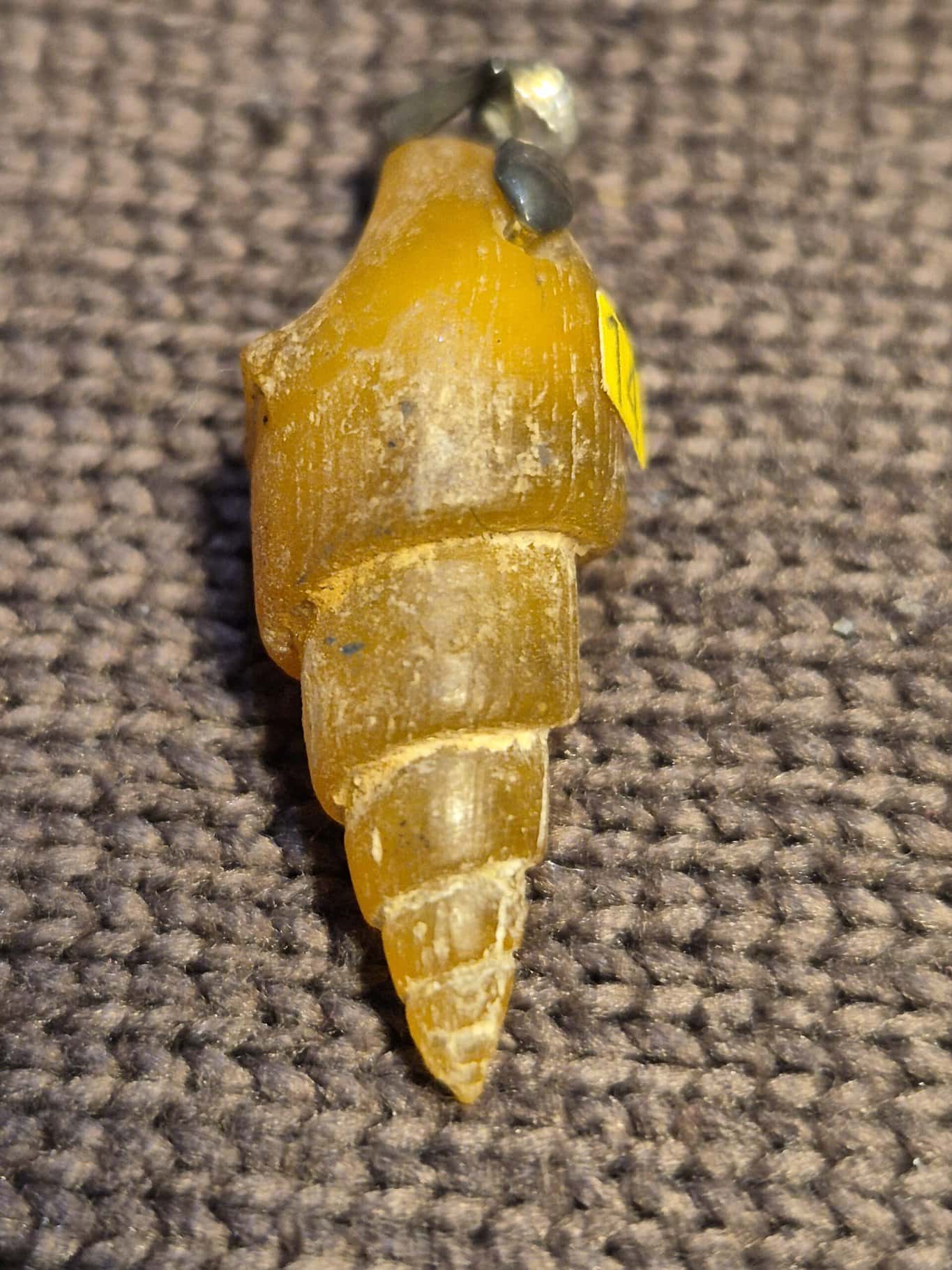 Agate fossile en cornaline