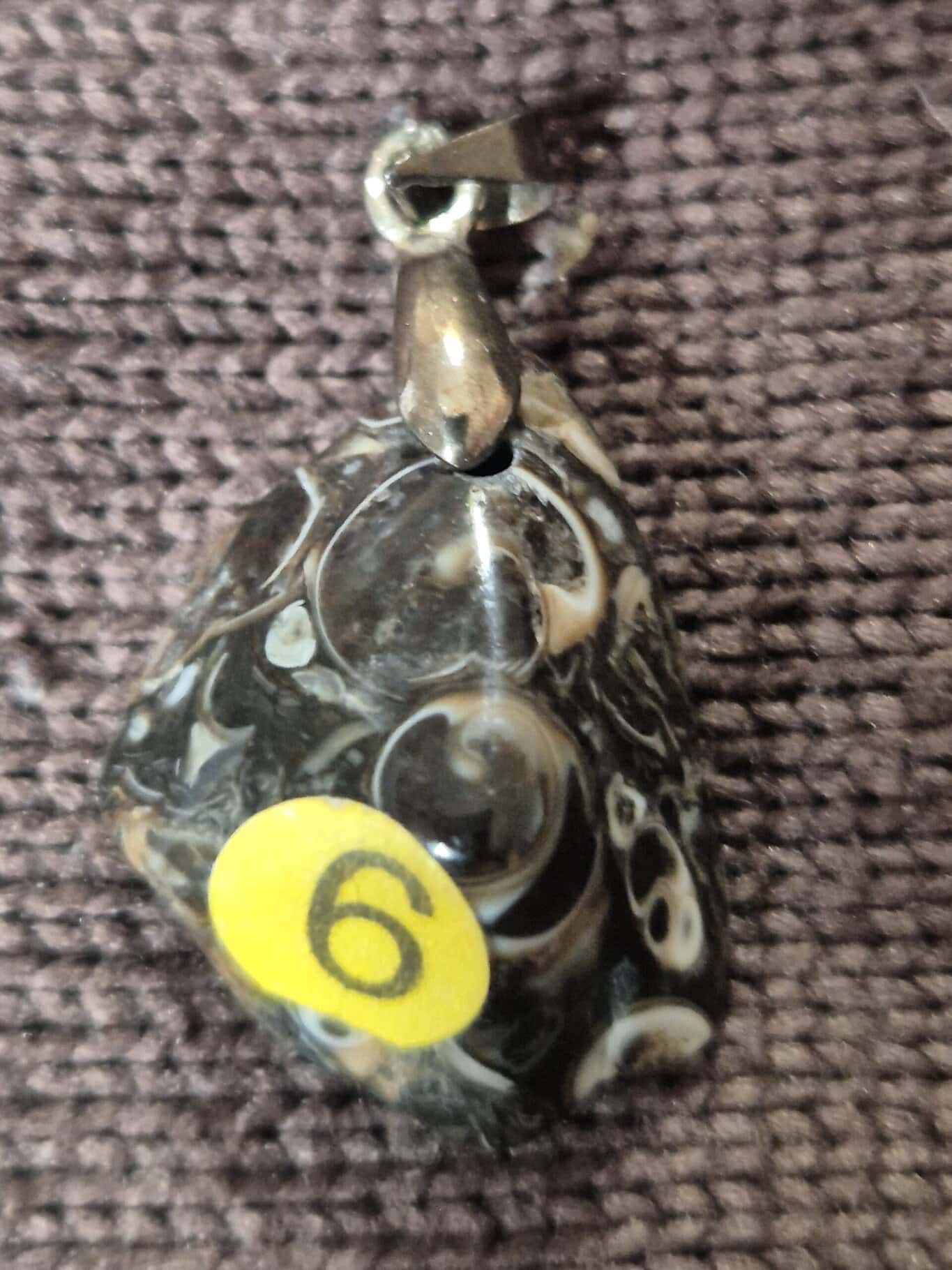 Agate coquilles fossiles