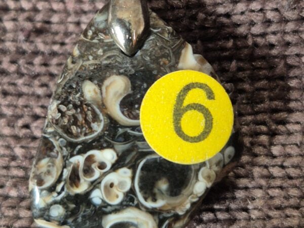 Agate coquilles fossiles