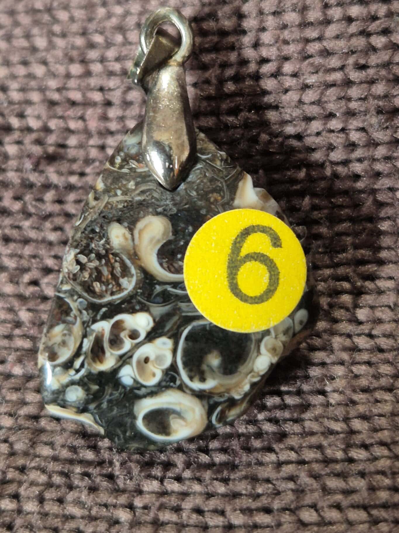 Agate coquilles fossiles