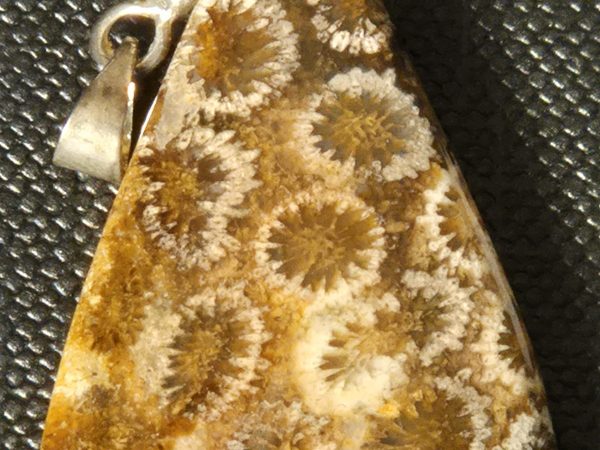 Corail fossilisé goutte