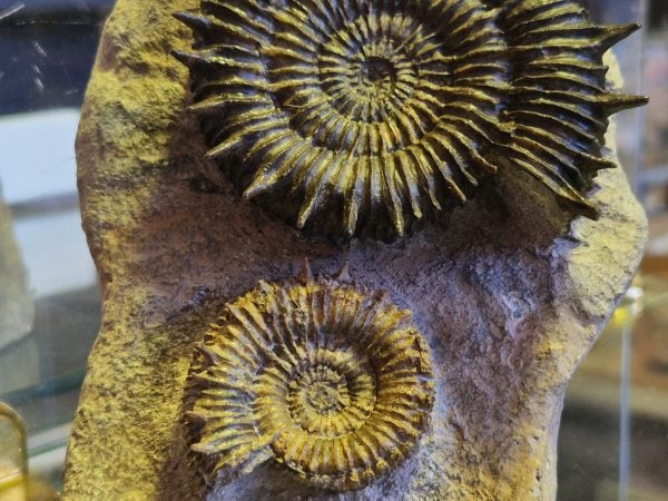 Porpoceras verticosum