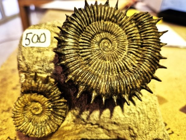 Porpoceras du Toarcien