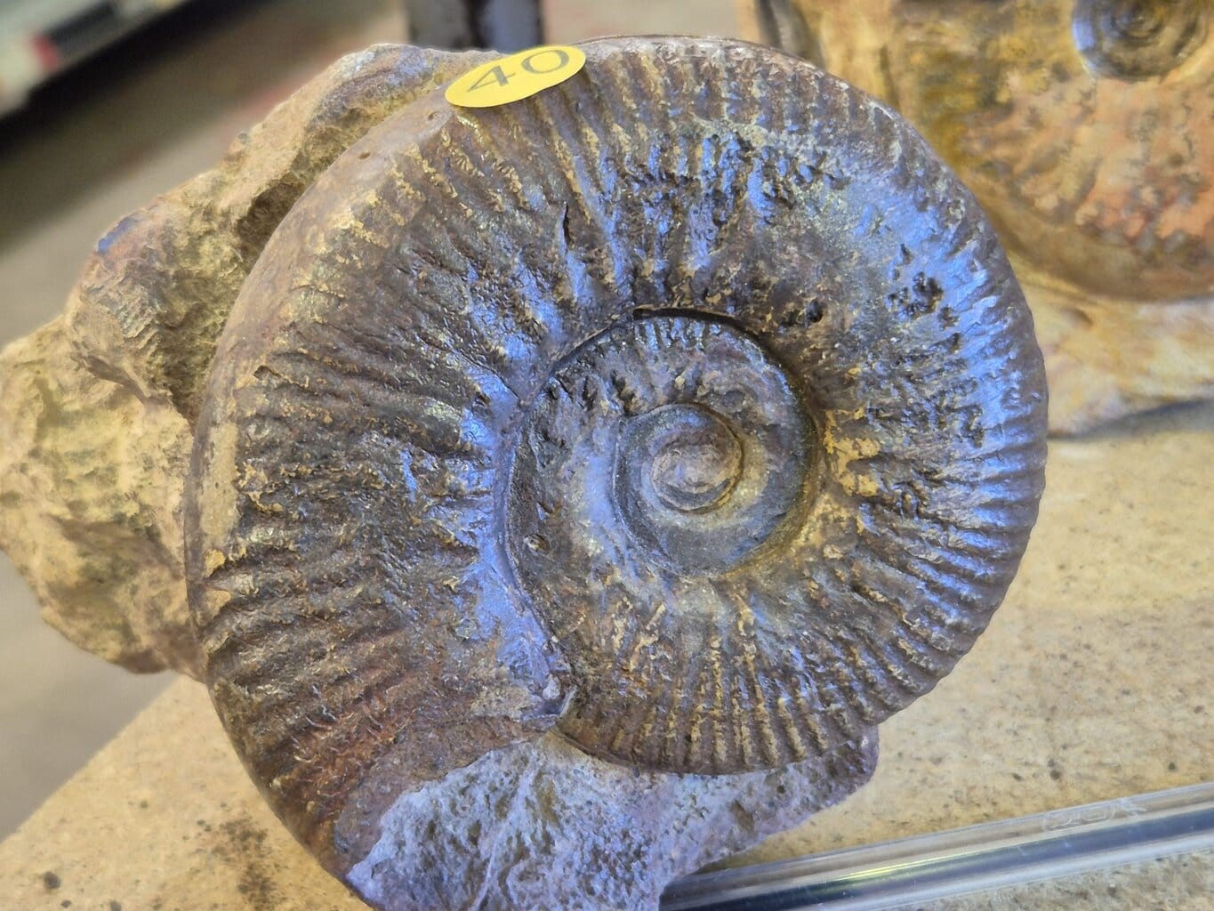 Hammatoceras Belmont