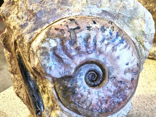 Leioceras du Toarcien