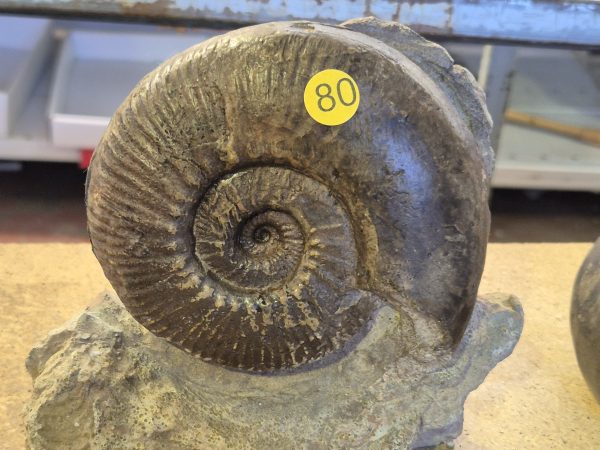 Hammatoceras spéciosum Belmont