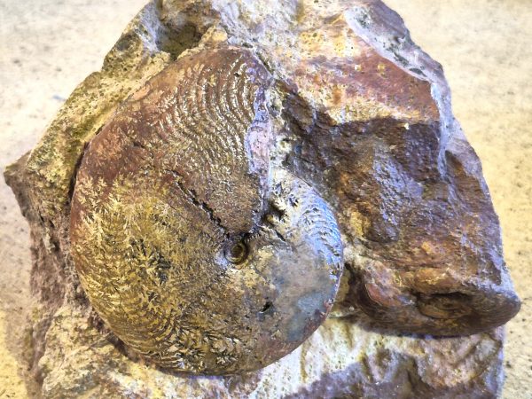 Polyplectus du Toarcien