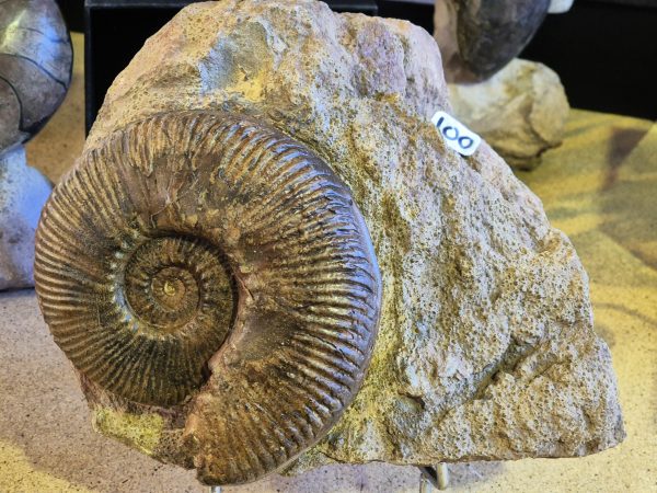 Hammatoceras insigne
