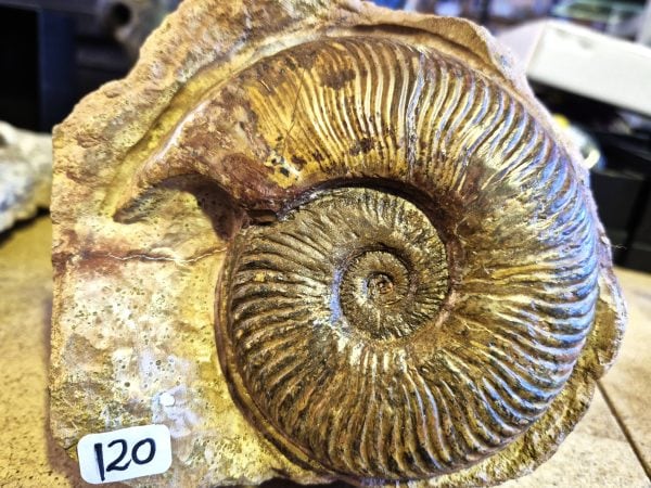 Pseudogrammoceras fallaciosum