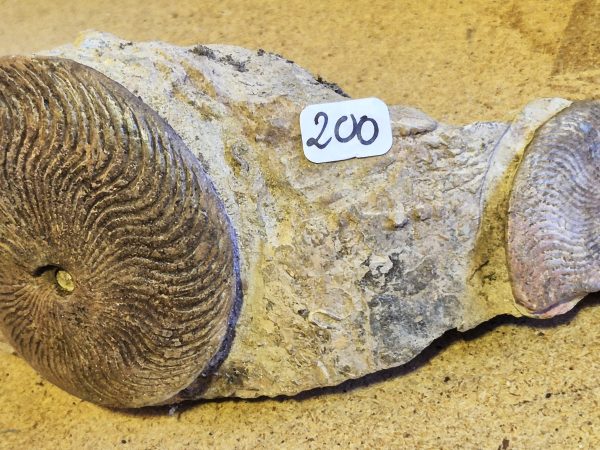 Polyplectus discoides Toarcien