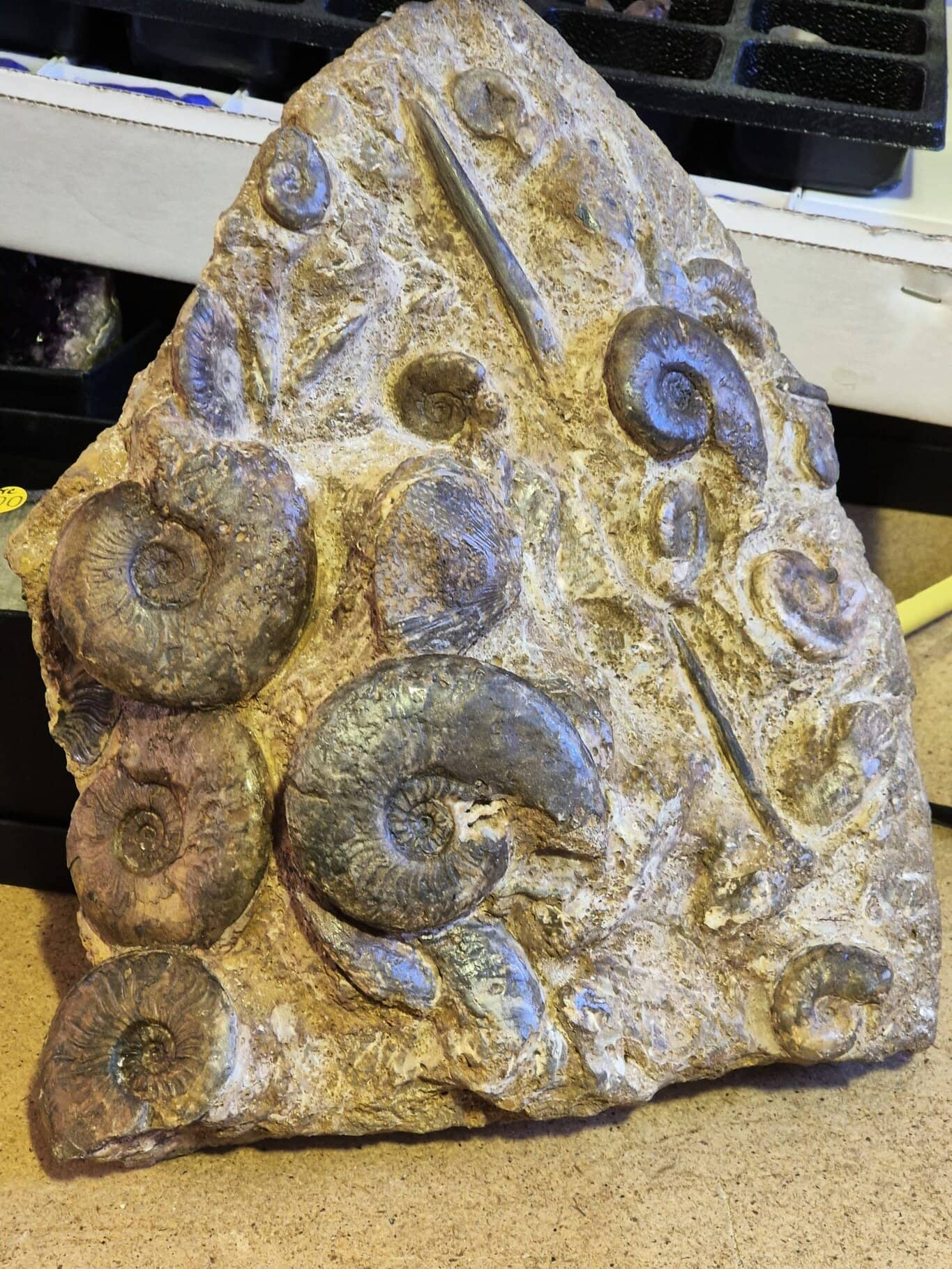 Pleydellia La Verpillière