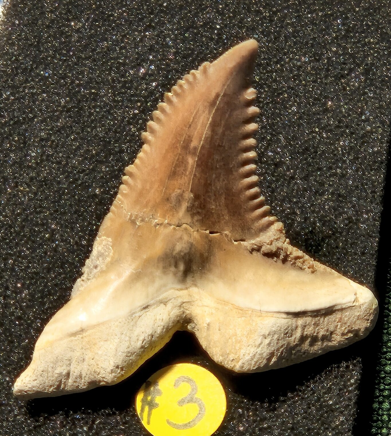 Hemipristis Miocène Ica