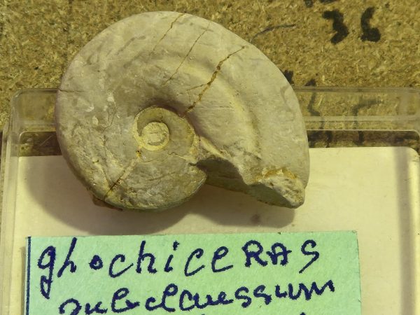 Glochiceras subclaussum