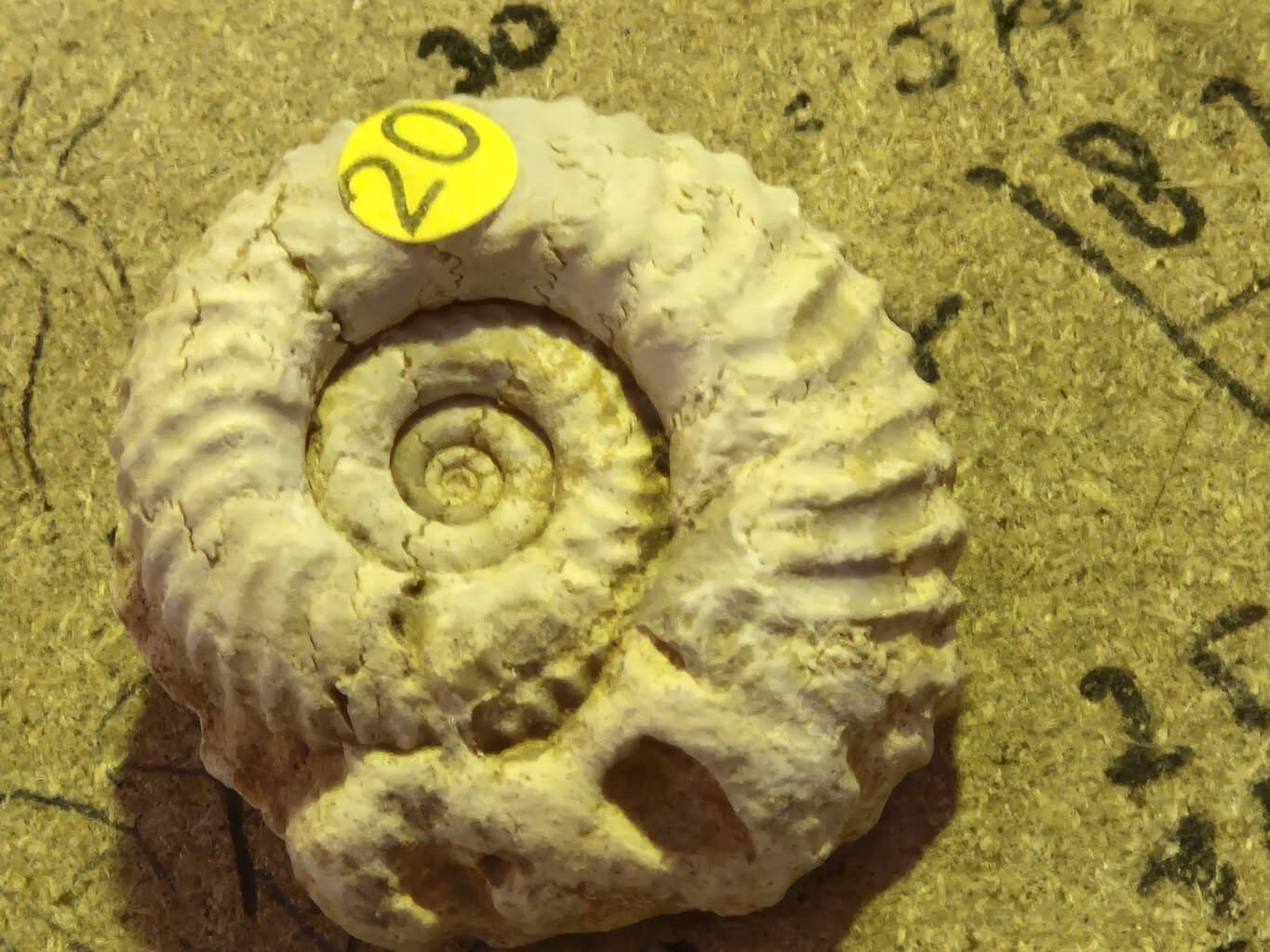 Gregoryceras transversarium