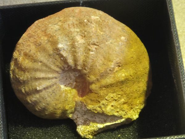 Phlycticeras pustulatum Callovien
