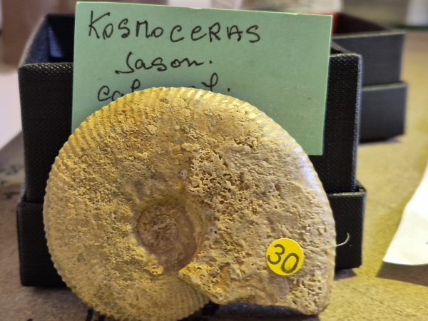 Kosmoceras jason