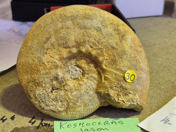 Kosmoceras jason1