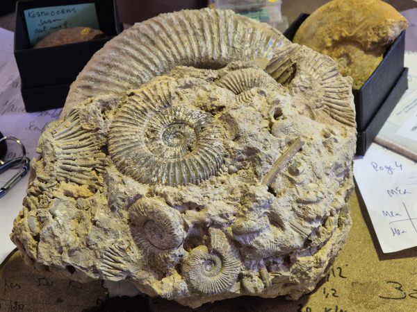 Perisphinctes bloc