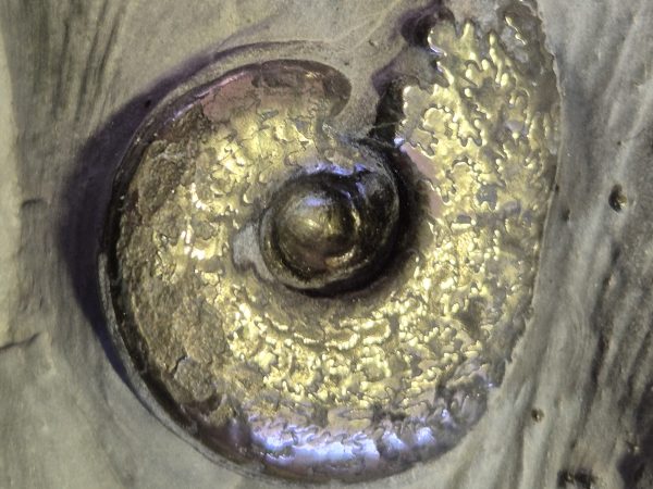 Harpoceras sur guangue