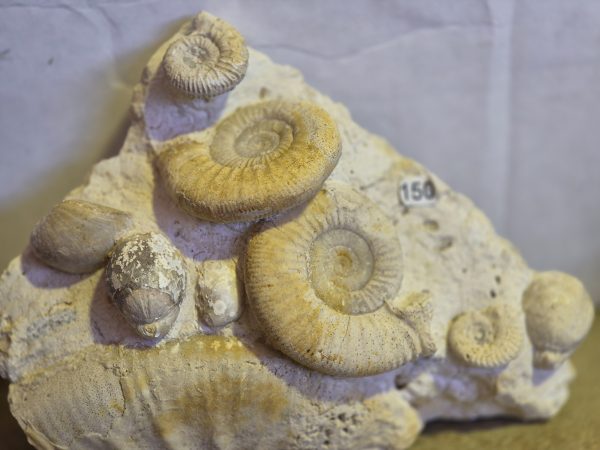 Flabellias et bivalves