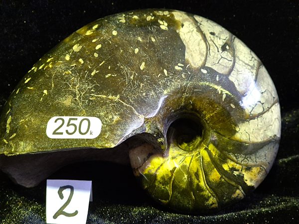 Cenoceras belmontense n2