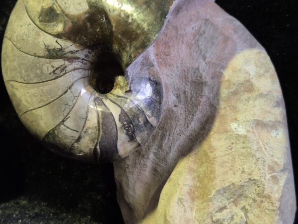Nautile Cenoceras belmontense n8