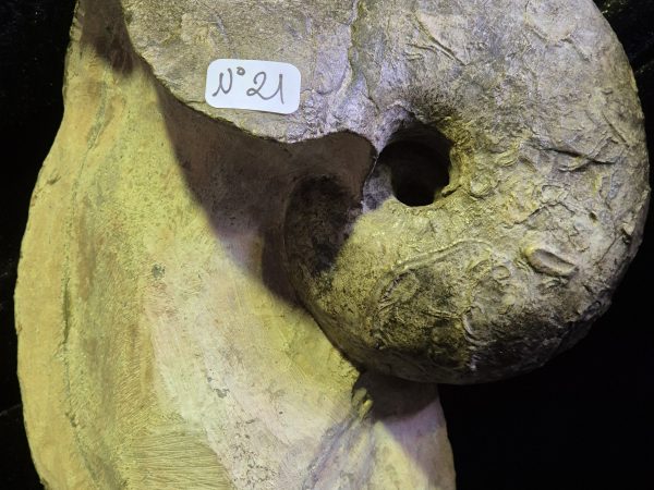 Nautile Cenoceras belmontense n21