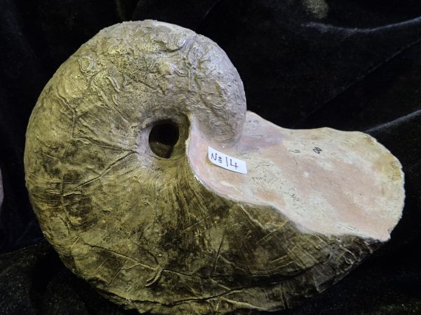 Nautile Cenoceras belmontense n14