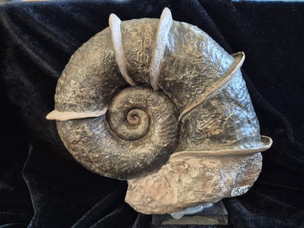 Lytoceras cornucopiae toarcien n2