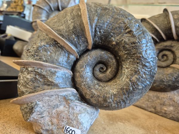 Lytoceras cornucopiae toarcien n1