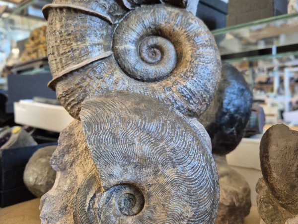 Lytoceras et Harpoceras