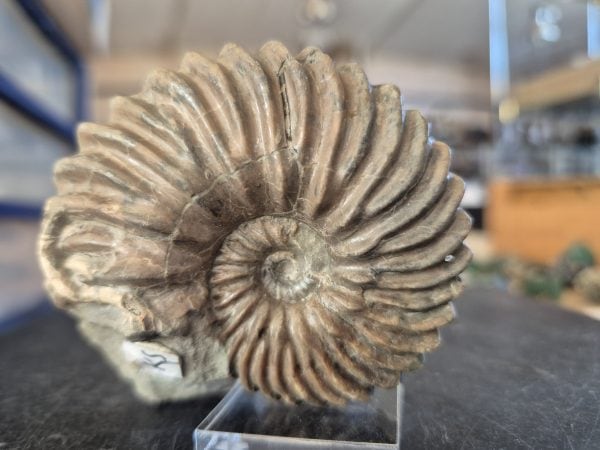 Hoplites dentatus
