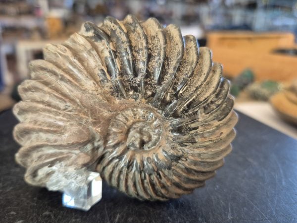 Hoplites dentatus Albien