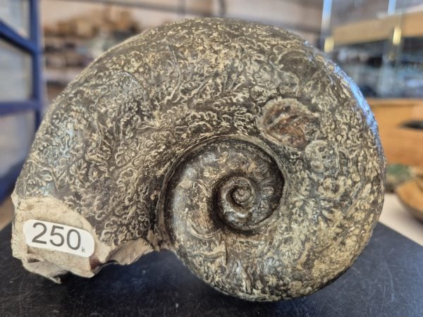 lytoceras cornucopiae n4