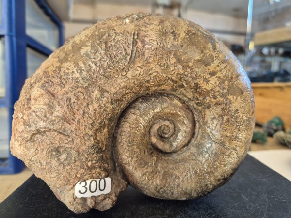 Lytoceras cornucopiae n2