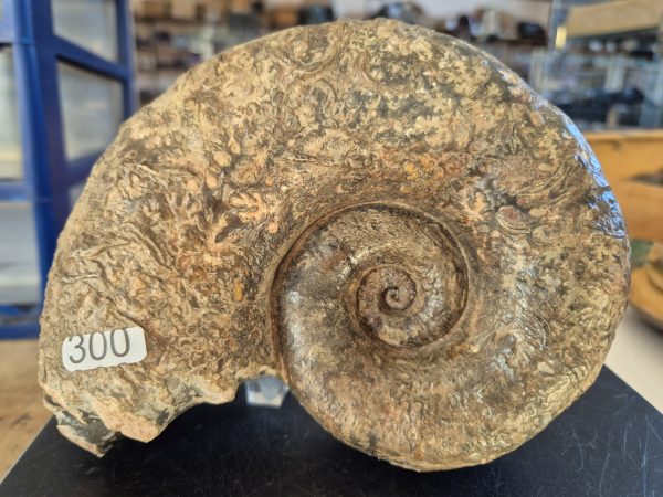 Lytoceras cornucopiae n3