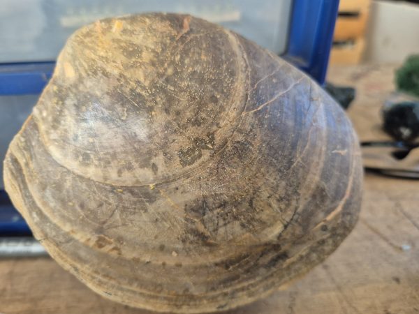 Plagiostoma semicircularis